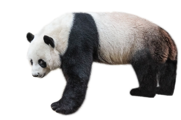 Гигантская панда стоит
 - Фото, изображение