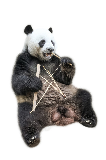 panda gigante comendo
 - Foto, Imagem