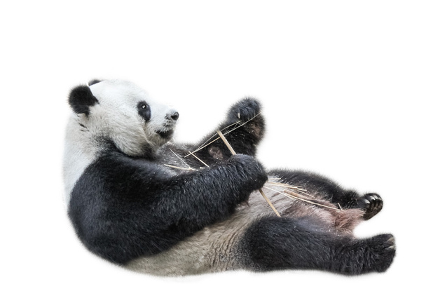 Panda gigante relajante
 - Foto, imagen