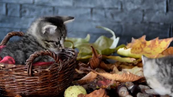 Kätzchen schnüffeln an trockenen Blättern - Filmmaterial, Video