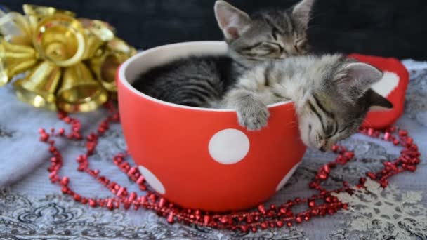 сонные котята в праздничной атмосфере
 - Кадры, видео