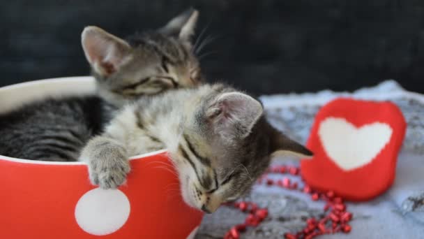 schöne Kätzchen schlafen in einer Tasse - Filmmaterial, Video