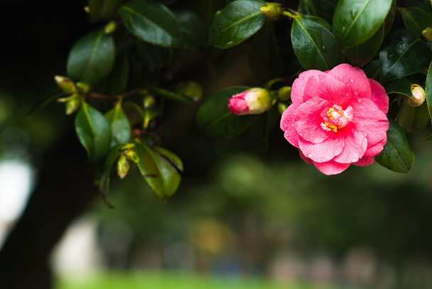 Beaux Camellias
 - Photo, image
