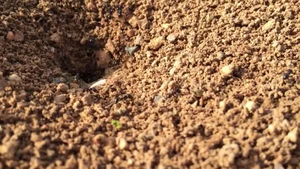 Ameisen arbeiten im Ameisenhaufen. - Filmmaterial, Video