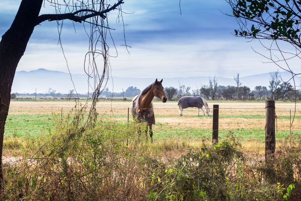 Deux chevaux avec couvertures dans le paddock
 - Photo, image