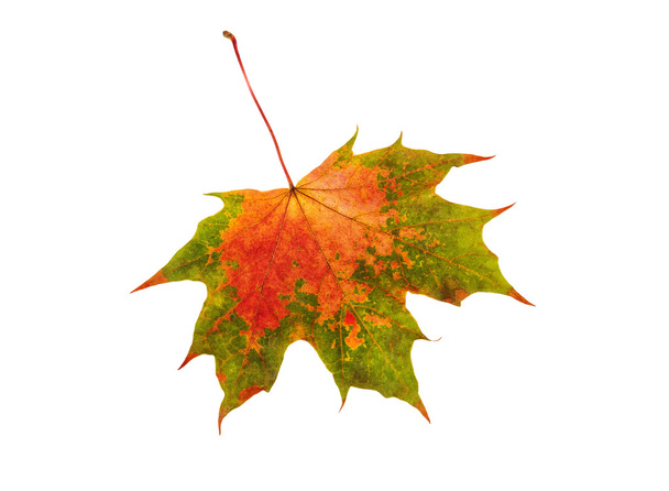 Val leaf maple over Wit - Foto, afbeelding