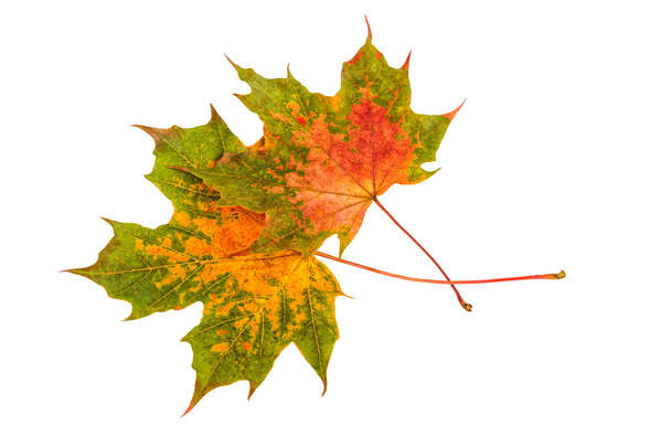 Hoja de arce. Hojas coloridas de otoño aisladas en blanco
 - Foto, imagen