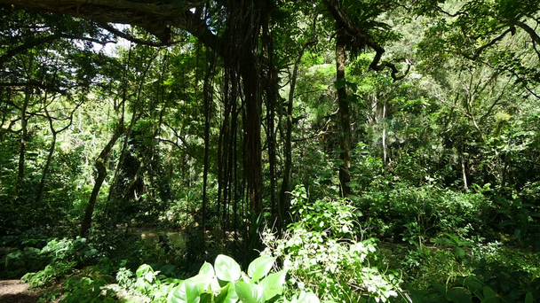 Powoli panoramowanie widoku Tropical Forest - Materiał filmowy, wideo