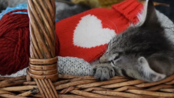 Aranyos macska alszik egy fonott kosárban - Felvétel, videó