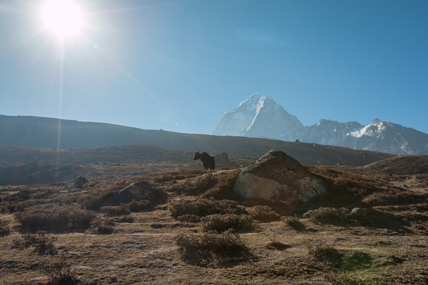 Yak resting in Himalayas - Photo, Image