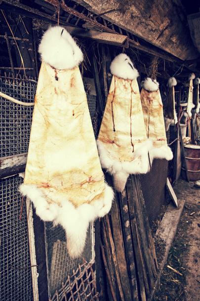 Кроличьи меха висят на крючках на ферме, ретро фильтр фото
 - Фото, изображение