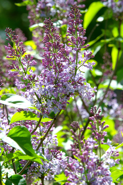Texture, pattern, background. Lilac flowers. of a pale pinkish-violet color. Large garden shrub with purple or white fragrant flowers. - Foto, afbeelding