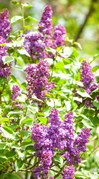 Texture, pattern, background. Lilac flowers. of a pale pinkish-violet color. Large garden shrub with purple or white fragrant flowers. - Photo, Image