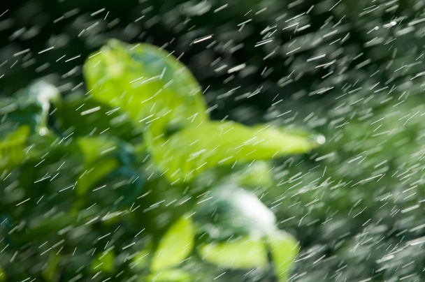 Літній дощ. волога конденсується з атмосфери, яка падає v
 - Фото, зображення