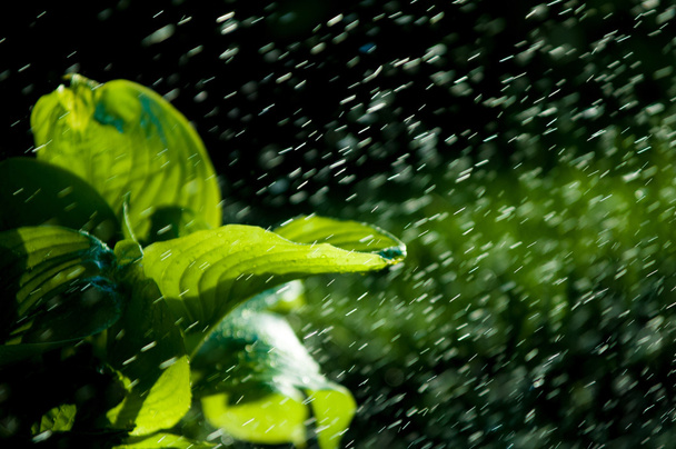 夏の雨。水分凝縮 v に落ちる雰囲気から - 写真・画像