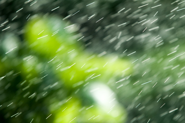 フォーカスのぼかし。夏の雨。別に目に見えて落ちる雰囲気から水分が凝縮されています。Euharis ラーベス銀妙傷 - 写真・画像
