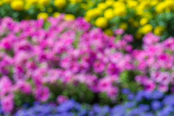 Gaussian blur. Texture background. Flower beds city, Marigolds, Petunias - Photo, Image