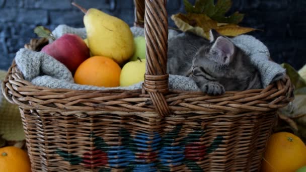 Schattig slaperig kitten in het mandje met fruit - Video