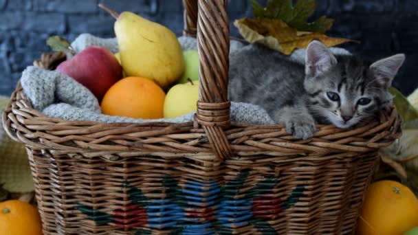 Νυσταγμένος γάτα εκτείνεται στο καλάθι - Πλάνα, βίντεο