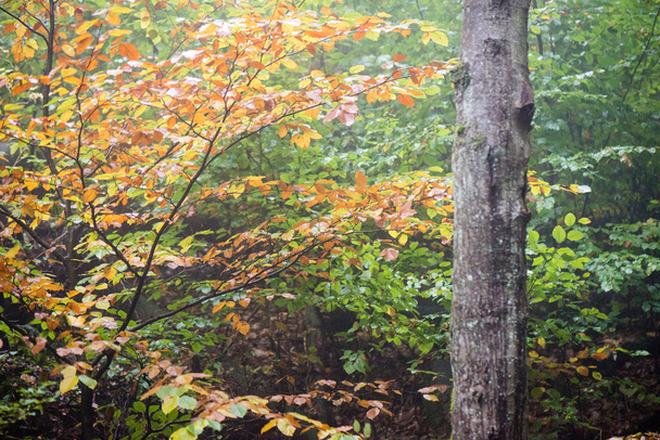 na podzim barevné lesních stromů v mlhavé večer - Fotografie, Obrázek