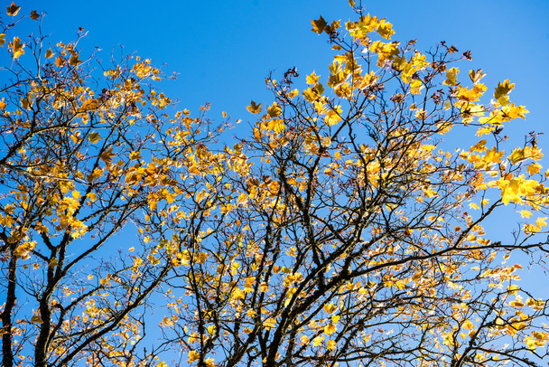 starý velký strom na barevném pozadí s modrým nebem - Fotografie, Obrázek