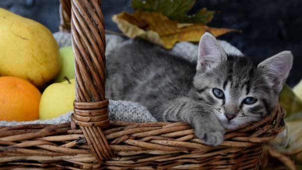Gatito soñoliento en una canasta con frutas
 - Metraje, vídeo