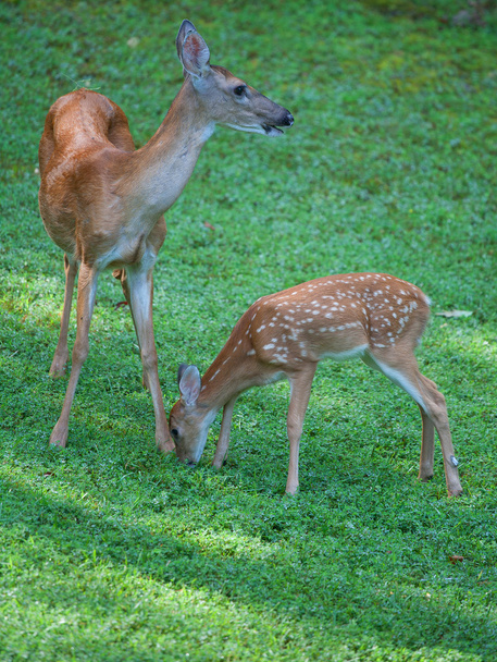 Deer fawn kissing a doe on the feet - Foto, imagen
