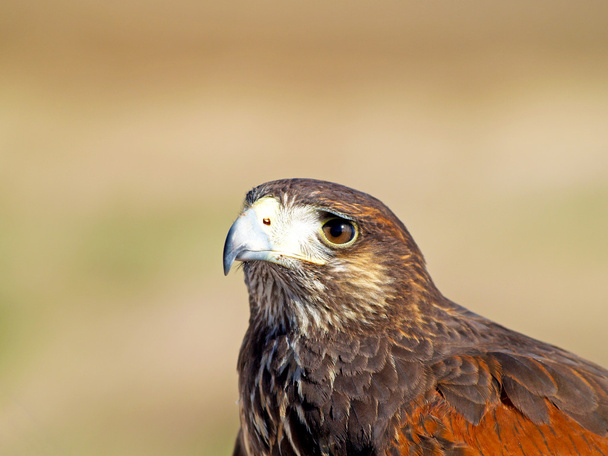 Parabuteo unicinctus - Portrait of Harris falcon on a fair falco - Photo, Image