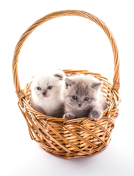 Funny British kitten isolated on white background - Photo, image