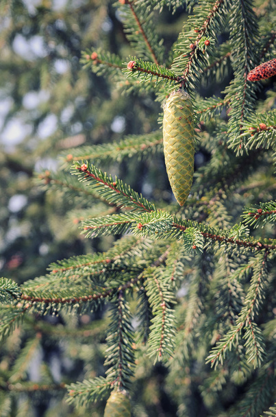 borovice kuželový vánoční strom - Fotografie, Obrázek