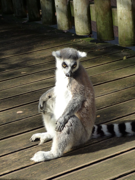 Ogoniasty lemur (Lemur catta), dzikich zwierząt - Zdjęcie, obraz