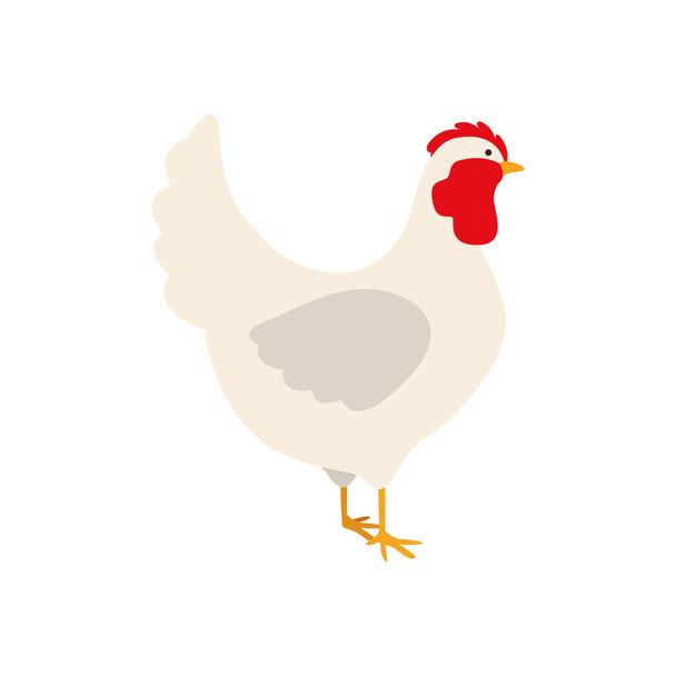 silueta de color con pollo blanco
 - Vector, Imagen
