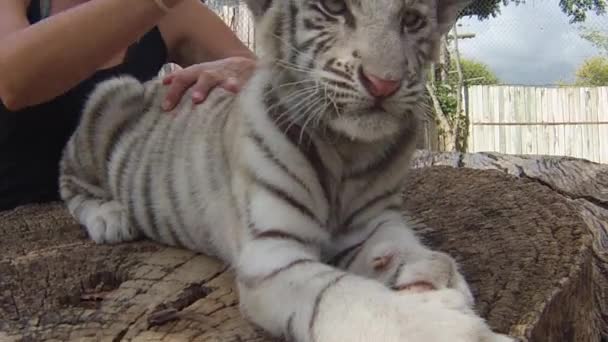 white tiger encounter - Materiał filmowy, wideo
