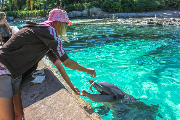 Mujer alimenta delfín
 - Foto, Imagen