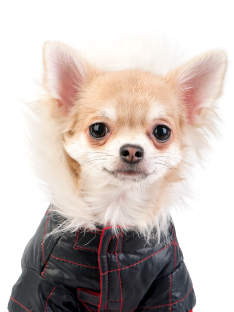 Chihuahua dog dressed in black jacket portrait  - Fotó, kép