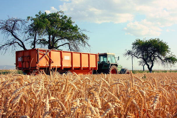 Tractorr junto al borde del campo de trigo
 - Foto, Imagen