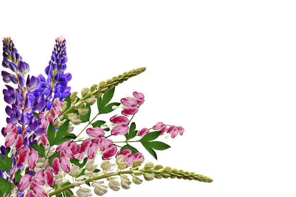 lupines beautiful flowers on a white background - Photo, Image