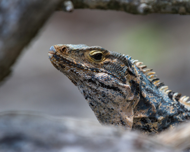 large lizard in Costa Rica  - Photo, Image