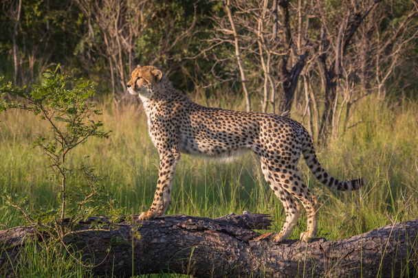 Afrikai Szafari tájak - Fotó, kép