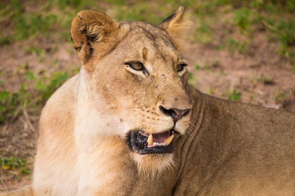 Lwy w Sabi Sand Game Reserve - Zdjęcie, obraz