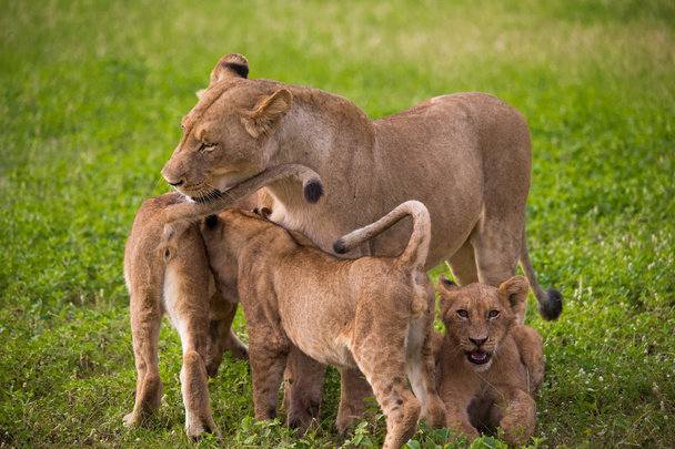 Safari africano Paisajes
 - Foto, Imagen