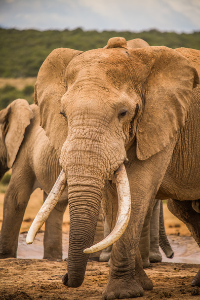Elefanttiryhmä
 - Valokuva, kuva