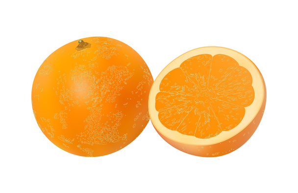 Плоды апельсина на белом фоне - Вектор,изображение