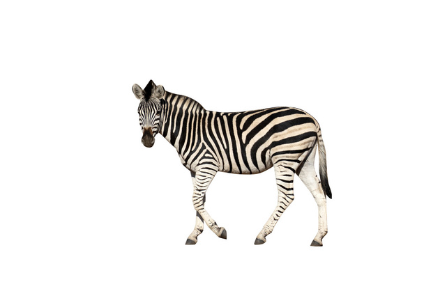 Равнинные или Бурчеллы зебра, Equus quagga
 - Фото, изображение