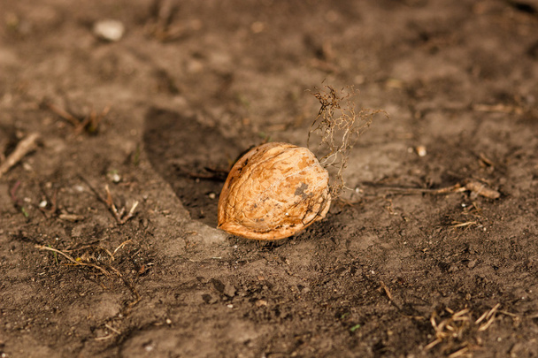 walnut fell from a tree, lying on the ground. - 写真・画像