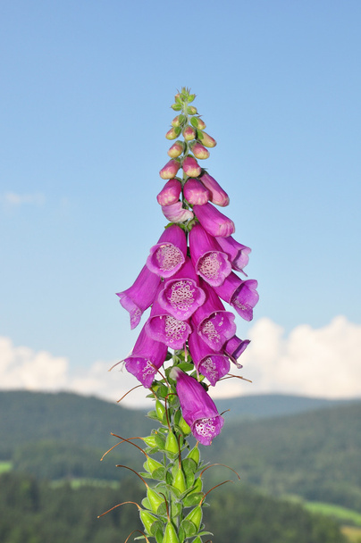 Közös gyűszűvirág (Digitalis purpurea) - Fotó, kép