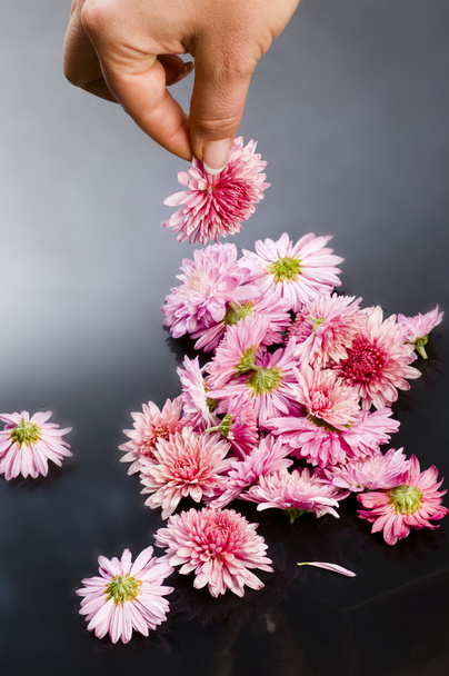 Chrysanthemum - Φωτογραφία, εικόνα