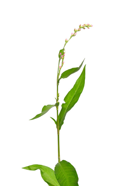 Tasteless water-pepper (Persicaria dubia) - Photo, Image
