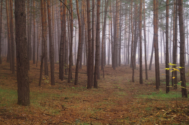 Borovice v lese s mlhavé ráno - Fotografie, Obrázek