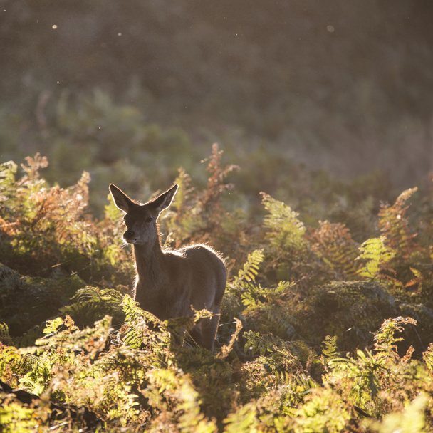 Jeune cerf rouge derrière la biche en automne Automne Automne forêt paysage image
 - Photo, image